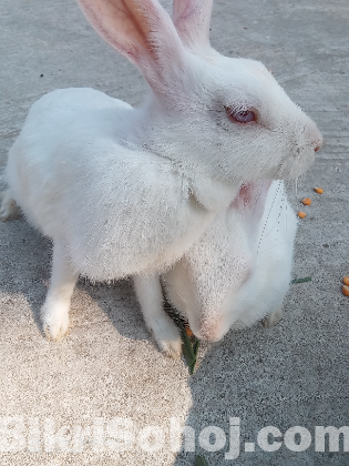 খরগোশ গুলো বিক্রি করবো